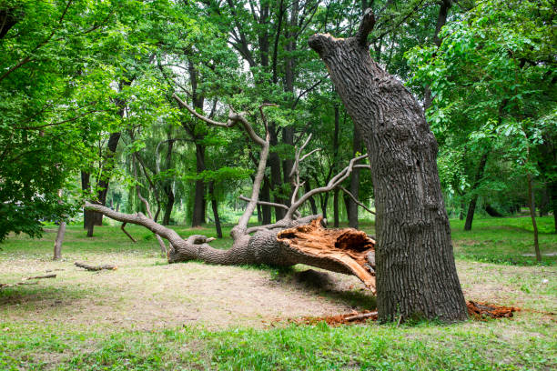 Best Stump Grinding and Removal  in Desert Aire, WA