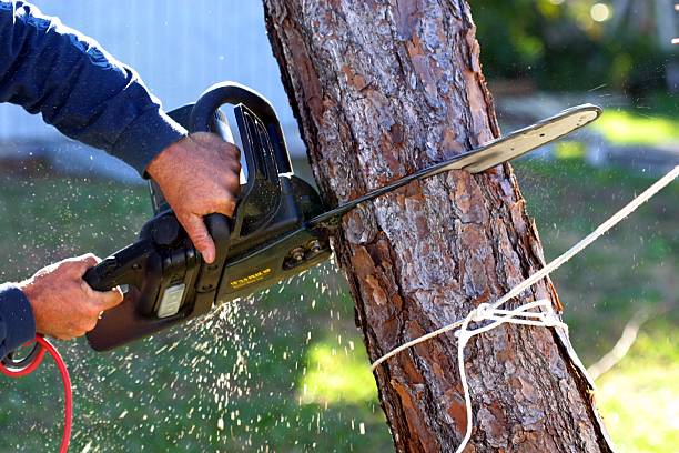 Pest Control for Lawns in Desert Aire, WA