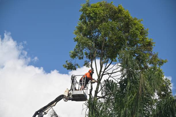 Best Lawn Renovation and Restoration  in Desert Aire, WA