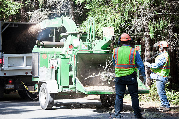 Best Tree Maintenance Programs  in Desert Aire, WA