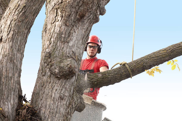 Best Lawn Maintenance Plans  in Desert Aire, WA